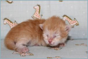 Male Siberian Kitten from Deedlebug Siberians